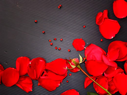 漂亮的玫瑰花瓣黑底背景ppt模板