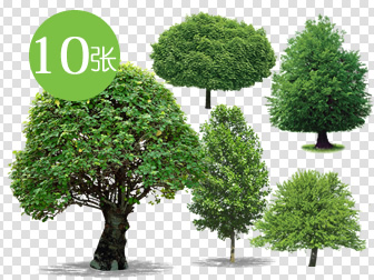 10张绿植树高清透明背景png素材图片