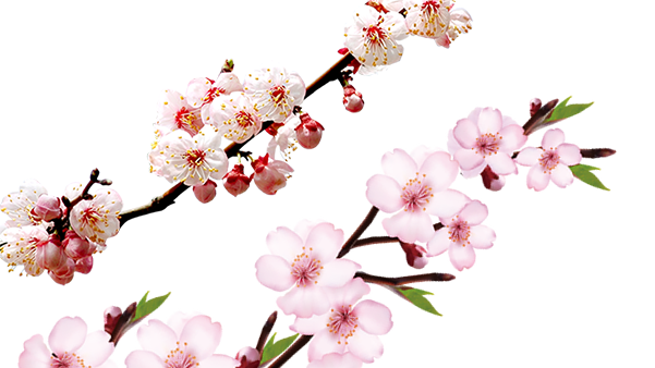 粉色桃花 樱花免抠图（26张）