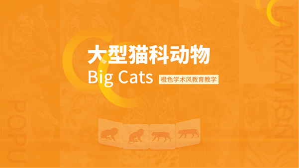 橙色学术风大型猫科动物知识课件ppt模板
