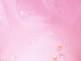 10张粉红色清爽PPT背景图片打包下载