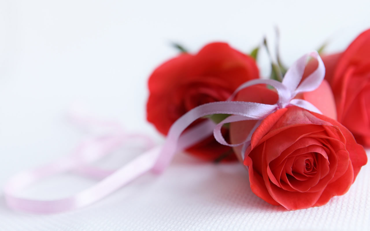 爱情 玫瑰 粉红色的玫瑰 鲜花4K壁纸壁纸爱情壁纸图片_桌面壁纸图片_壁纸下载-元气壁纸