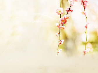 三月桃花淡雅黄背景图片