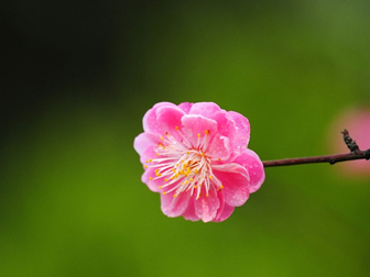 一朵鲜艳的桃花高清图片