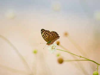花儿 上的蝴蝶朦胧背景ppt图片