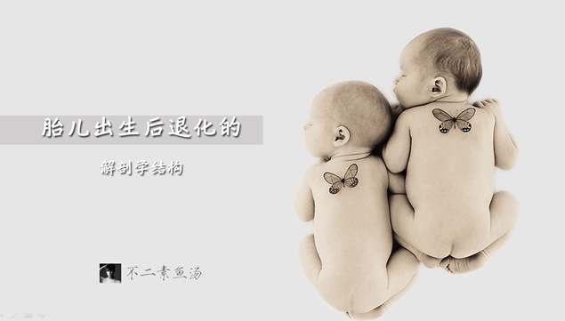 胎儿出生后退化的解剖学结构——个人作业课堂演示简易ppt模板，插图，来源：资源仓库www.zycang.com