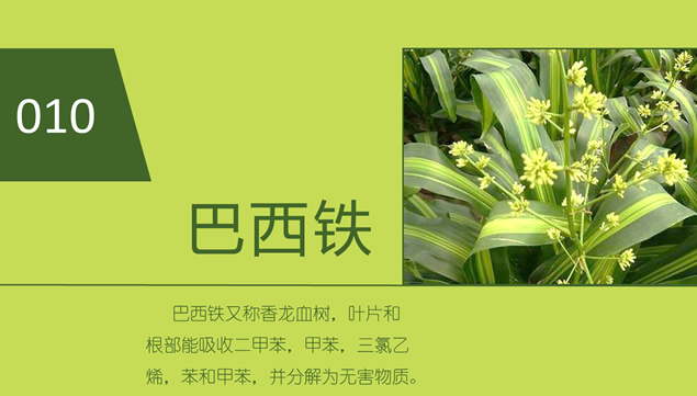 植物对空气环境的改观影响ppt模板，插图4，来源：资源仓库www.zycang.com