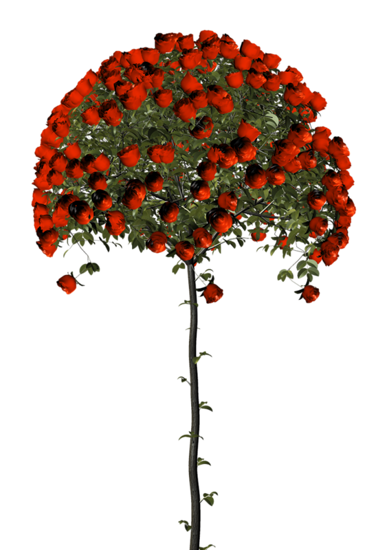 60张植物花卉树的png图片（上），插图6，来源：资源仓库www.zycang.com