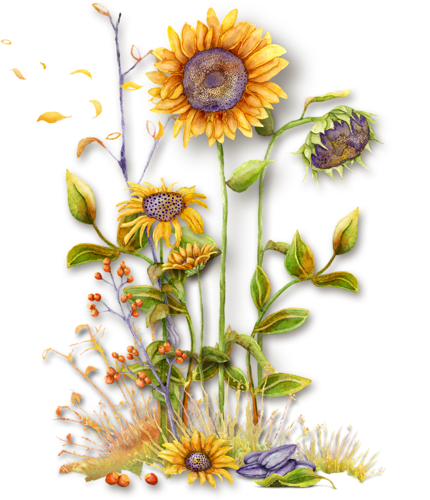 向日葵花朵花瓶花篮png素材图片（61张），插图1，来源：资源仓库www.zycang.com