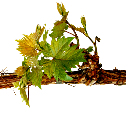 枯枝黄叶秋季植物藤蔓免抠png图片素材（60张）-资源仓库