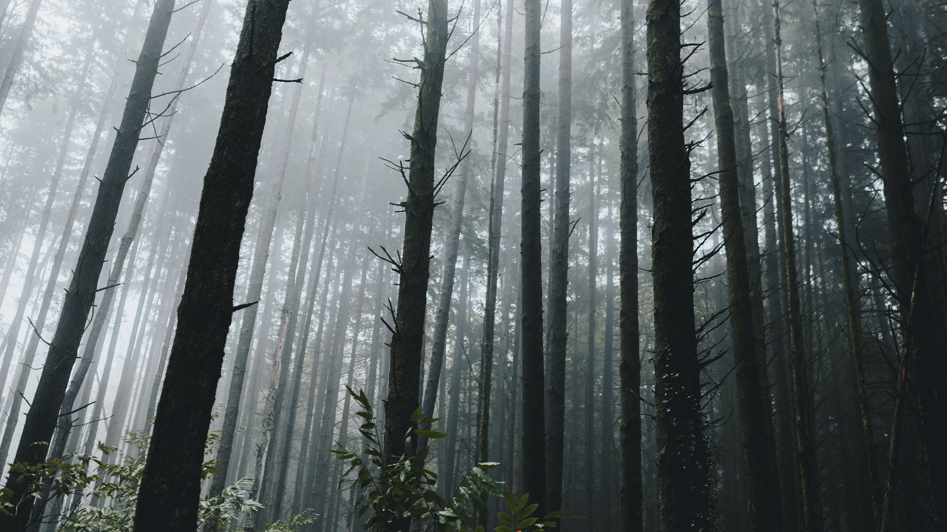 晨雾中的茂密大树森林高清背景
