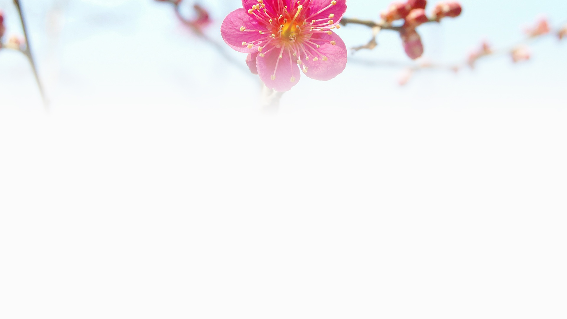 樱花花瓣素材免费下载 - 觅知网